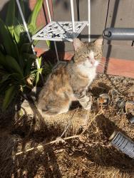 Lost Male Cat last seen Underneath cars, San Jose, CA 95122