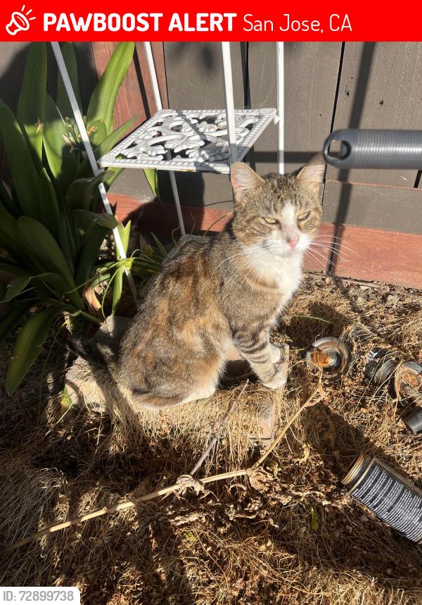 Lost Male Cat last seen Underneath cars, San Jose, CA 95122