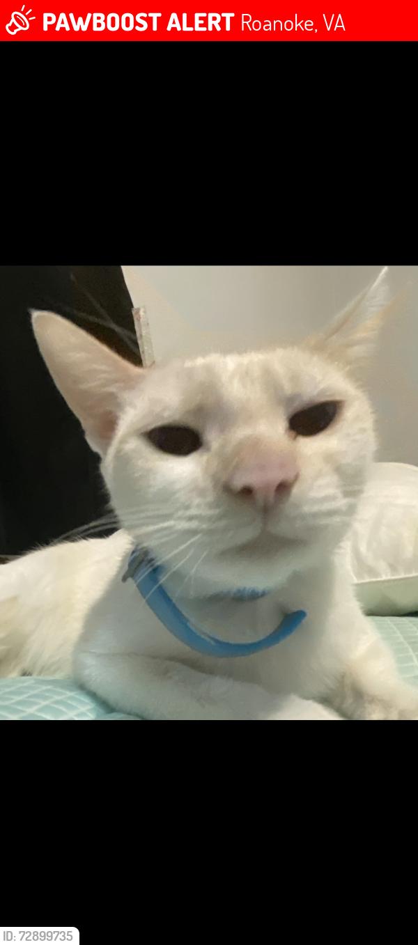 Lost Female Cat last seen King St, Mecca, Roanoke, VA 24012