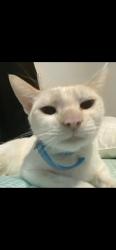 Lost Female Cat last seen King St, Mecca, Roanoke, VA 24012