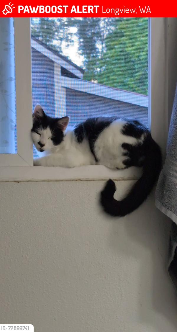 Lost Male Cat last seen Williams avenue , Longview, WA 98632