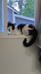 Lost Male Cat last seen Williams avenue , Longview, WA 98632