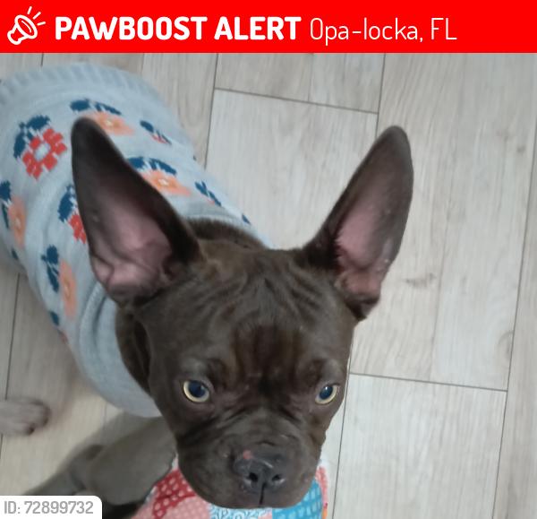 Lost Female Dog last seen Bunch Park , Opa-locka, FL 33054