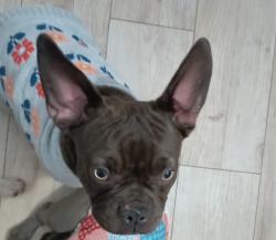 Lost Female Dog last seen Bunch Park , Opa-locka, FL 33054