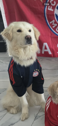Reunited Male Dog last seen Near king George’s Rd, Woodbridge Township, NJ 08863