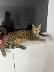 Lost Male Cat last seen Tulsa , Los Angeles, CA 91344