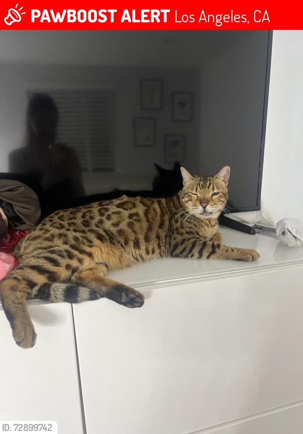Lost Male Cat last seen Tulsa , Los Angeles, CA 91344