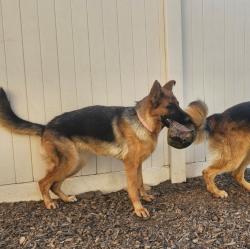 Lost Female Dog last seen Near pursh st, Lake Elsinore, CA 92532