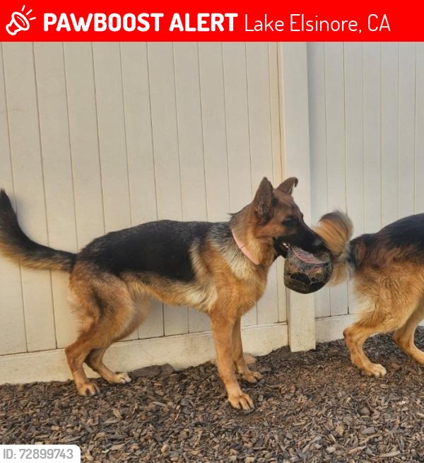 Lost Female Dog last seen Near pursh st, Lake Elsinore, CA 92532