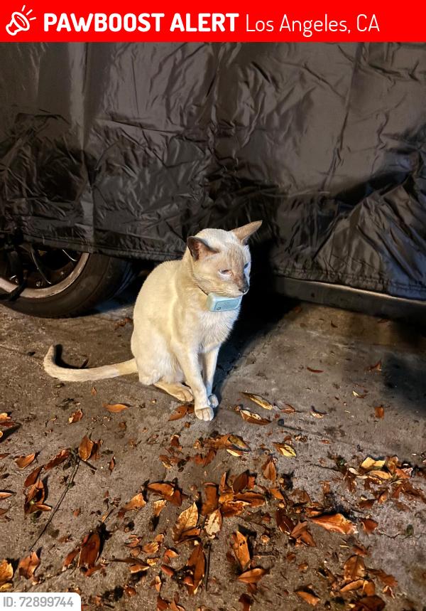 Lost Male Cat last seen Hortense and farmdale, Los Angeles, CA 91602
