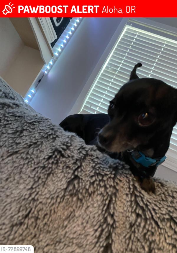 Lost Female Dog last seen Near SW Blanton St, Aloha, OR 97007