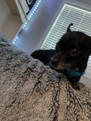 Lost Female Dog last seen Near SW Blanton St, Aloha, OR 97007