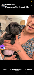 Lost Male Dog last seen Wincs donuts before noble , Los Angeles, CA 91402