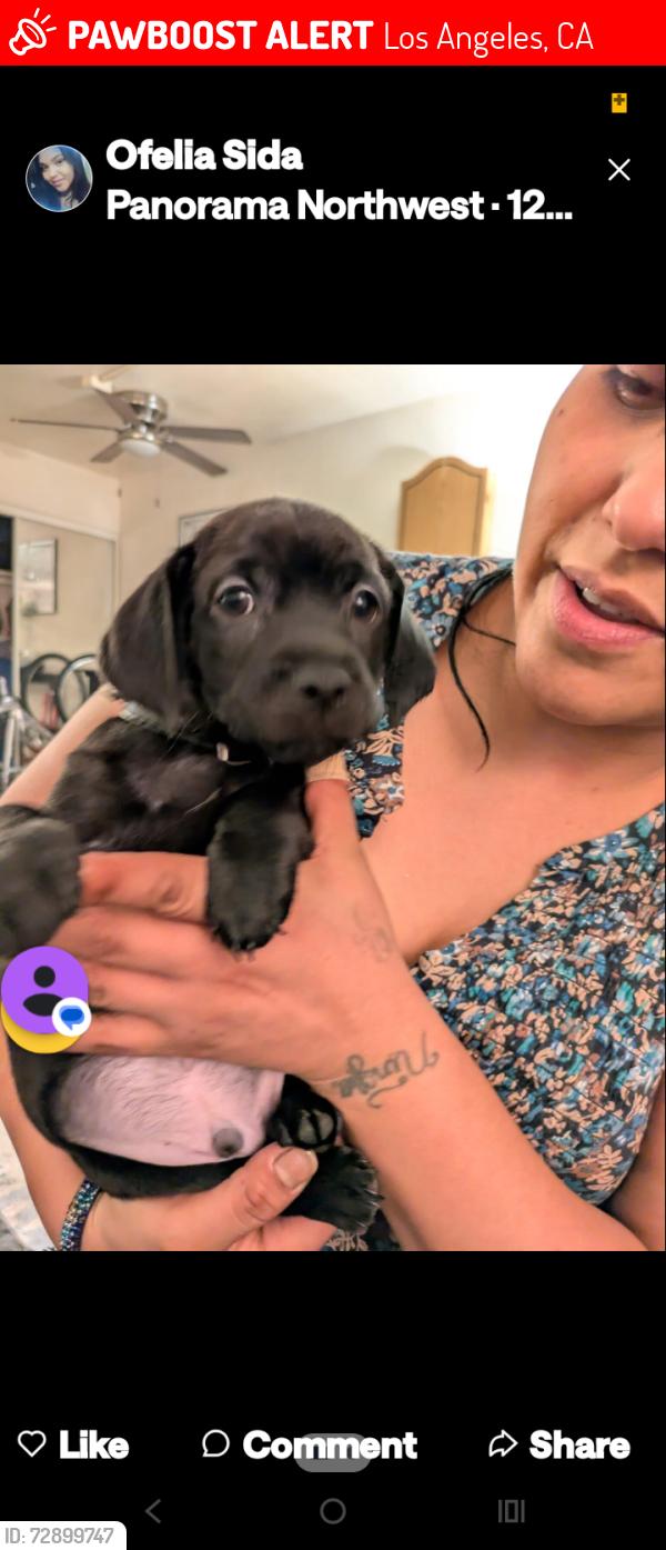 Lost Male Dog last seen Wincs donuts before noble , Los Angeles, CA 91402