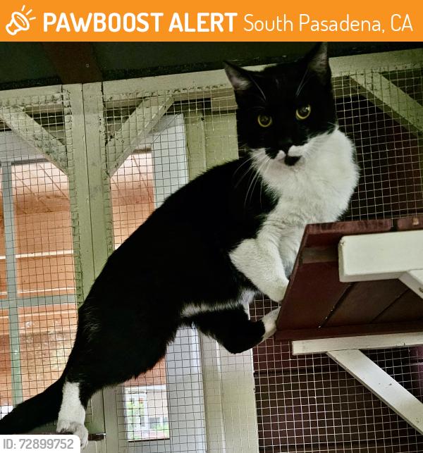 Found/Stray Unknown Cat last seen in and out burger , South Pasadena, CA 91030