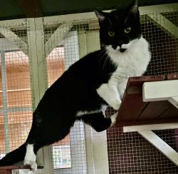 Found/Stray Unknown Cat last seen in and out burger , South Pasadena, CA 91030