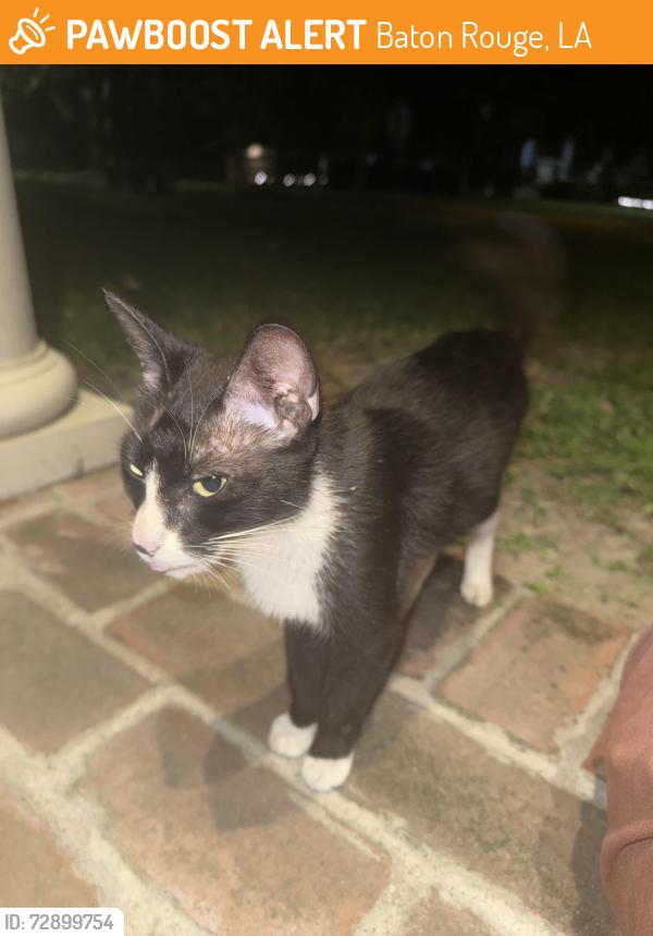 Found/Stray Unknown Cat last seen Glenmore / Hundred Oaks intersection , Baton Rouge, LA 70808