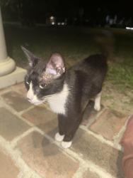 Found/Stray Unknown Cat last seen Glenmore / Hundred Oaks intersection , Baton Rouge, LA 70808