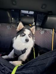 Found/Stray Unknown Dog last seen China town , San Francisco, CA 94133