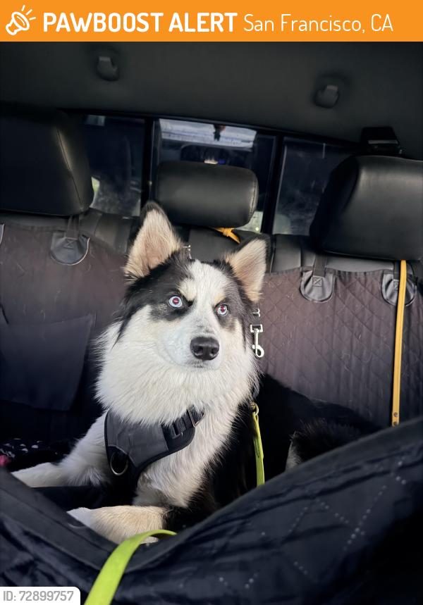 Found/Stray Unknown Dog last seen China town , San Francisco, CA 94133