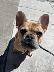 Lost Male Dog last seen Oakland Zoo, Oakland, CA 94603