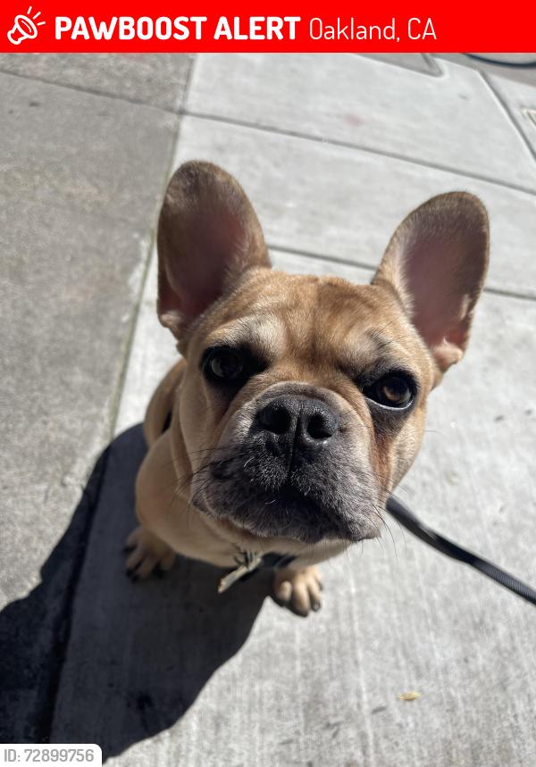 Lost Male Dog last seen Oakland Zoo, Oakland, CA 94603