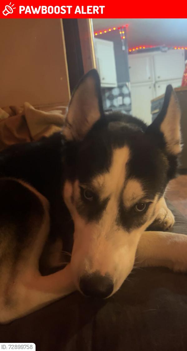 Lost Female Dog last seen Baylie ln, Livingston Parish, LA 70754