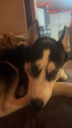 Lost Female Dog last seen Baylie ln, Livingston Parish, LA 70754