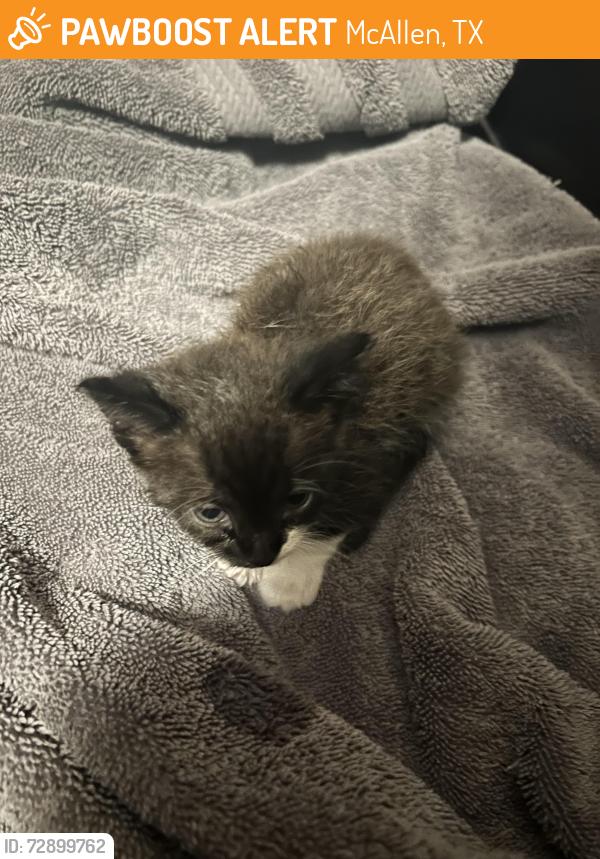 Found/Stray Female Cat last seen Hibiscus ave and 40th st , McAllen, TX 78501