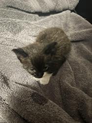 Found/Stray Female Cat last seen Hibiscus ave and 40th st , McAllen, TX 78501