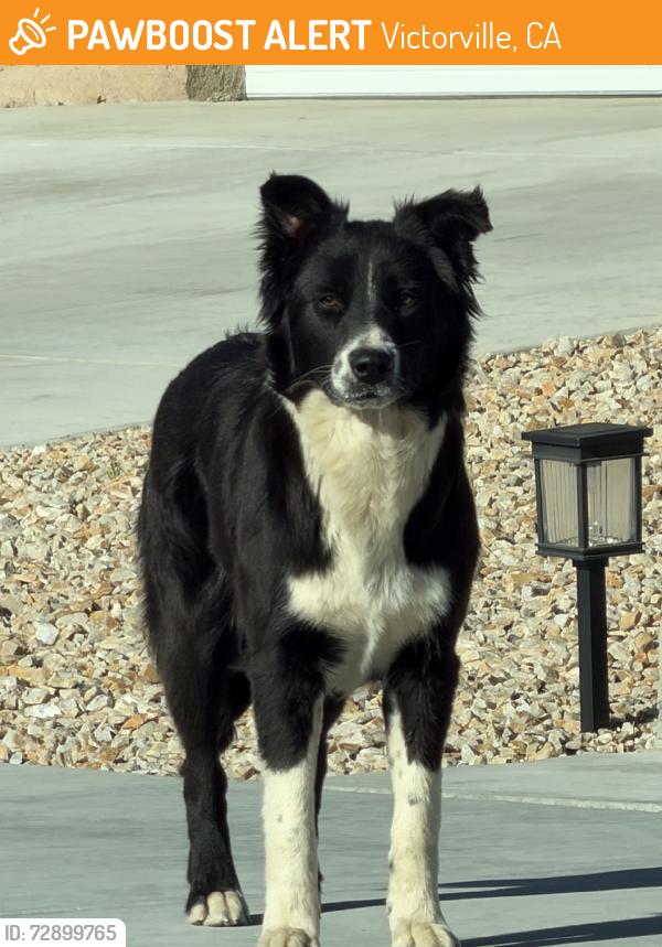 Found/Stray Male Dog last seen Homoa rd and arrowhead, Victorville, CA 92395