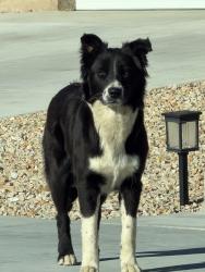 Found/Stray Male Dog last seen Homoa rd and arrowhead, Victorville, CA 92395
