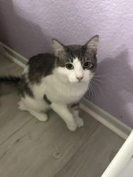 Reunited Male Cat last seen Richfield st, Paramount, CA 90723