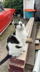 Lost Male Cat last seen On North Ross Lane by Albertsons , Medford, OR 97501