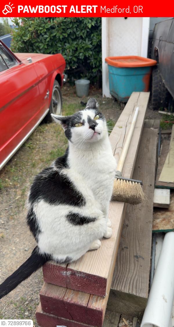 Lost Male Cat last seen On North Ross Lane by Albertsons , Medford, OR 97501