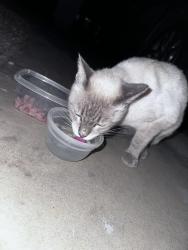 Found/Stray Unknown Cat last seen Drexel Rd & Oak Tree Drive, Tucson, AZ 85746