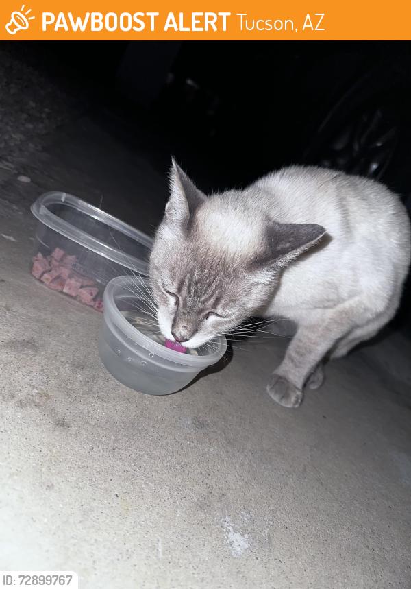 Found/Stray Unknown Cat last seen Drexel Rd & Oak Tree Drive, Tucson, AZ 85746