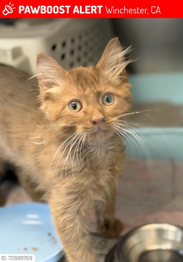 Lost Male Cat last seen Thompson and Maddalena, Winchester, CA 92596