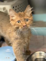 Lost Male Cat last seen Thompson and Maddalena, Winchester, CA 92596