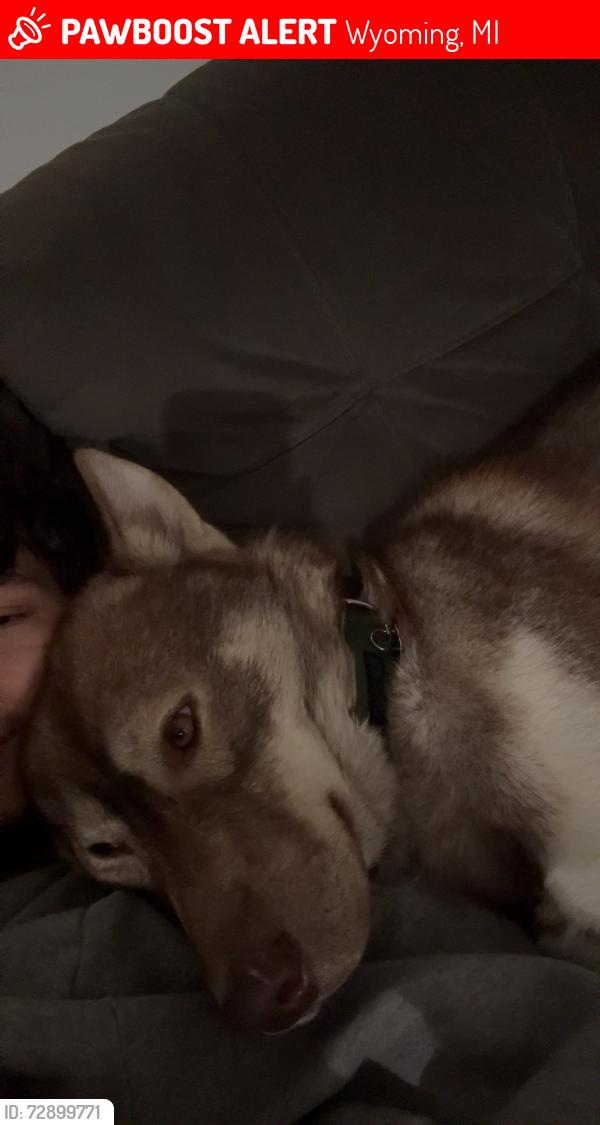 Lost Male Dog last seen Near woodlake , Wyoming, MI 49519