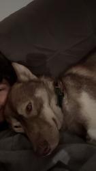 Lost Male Dog last seen Near woodlake , Wyoming, MI 49519