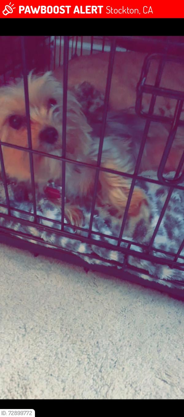 Lost Female Dog last seen Dorset street Stockton ca , Stockton, CA 95207