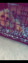 Lost Female Dog last seen Dorset street Stockton ca , Stockton, CA 95207