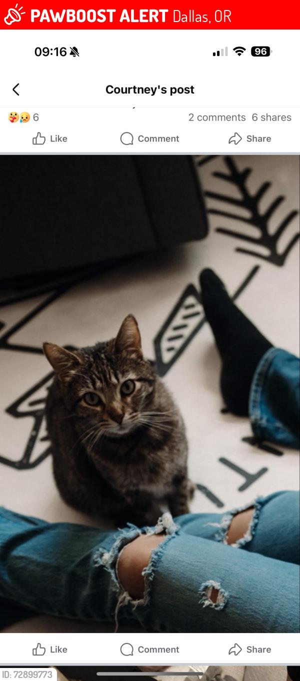 Lost Male Cat last seen 13th and maple st, Dallas, OR 97338