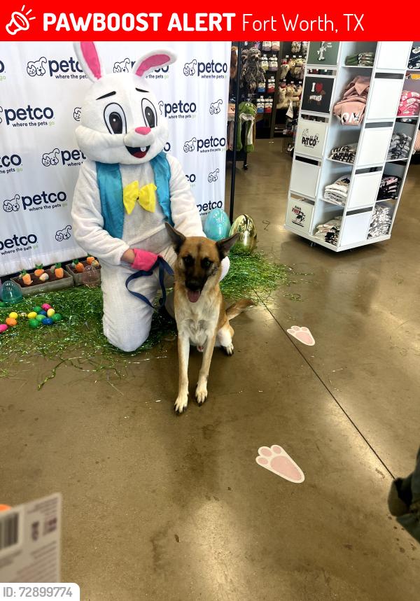 Lost Male Dog last seen Wheatland Drive, Fort Worth, TX 76179