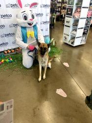 Lost Male Dog last seen Wheatland Drive, Fort Worth, TX 76179