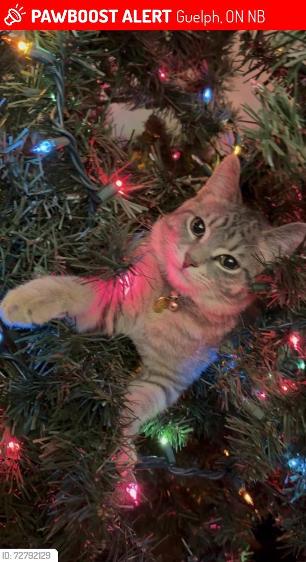Lost Male Cat last seen Eastview Rd/ Watson in Guelph , Guelph, ON N0B