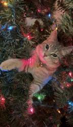 Lost Male Cat last seen Eastview Rd/ Watson in Guelph , Guelph, ON N0B