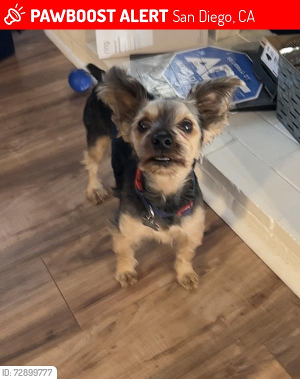 Lost Male Dog last seen Sears Avenue, San Diego, San Diego, CA 92114