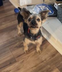 Lost Male Dog last seen Sears Avenue, San Diego, San Diego, CA 92114